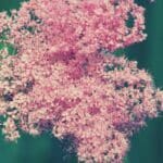 Meadowsweet